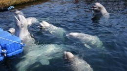 Видео: В Приморье началась операция по освобождению косаток из «китовой тюрьмы»