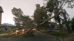 Вырвало деревья, затопило дороги: на Ульяновск обрушился мощный ураган