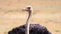 Видео: В Крыму нашли останки гигантского доисторического страуса