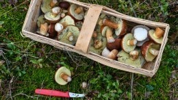 Видео: В Минсельхозе объяснили предложение регулировать сбор грибов и ягод