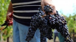 В Роскачестве оценили перспективы крымских виноделов