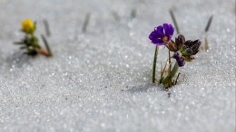 Холодное лето Вологодской области — температура опустилась до нуля