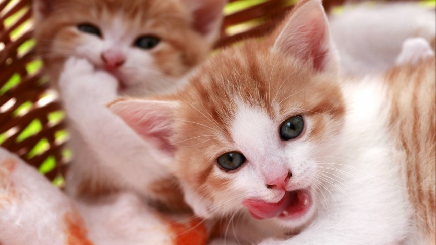 Ученые обвинили кошек в ДТП, шизофрении и любви к БДСМ