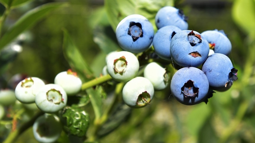 «Доступны и полезны всем»: В Минздраве рассказали, сколько ягод можно съесть