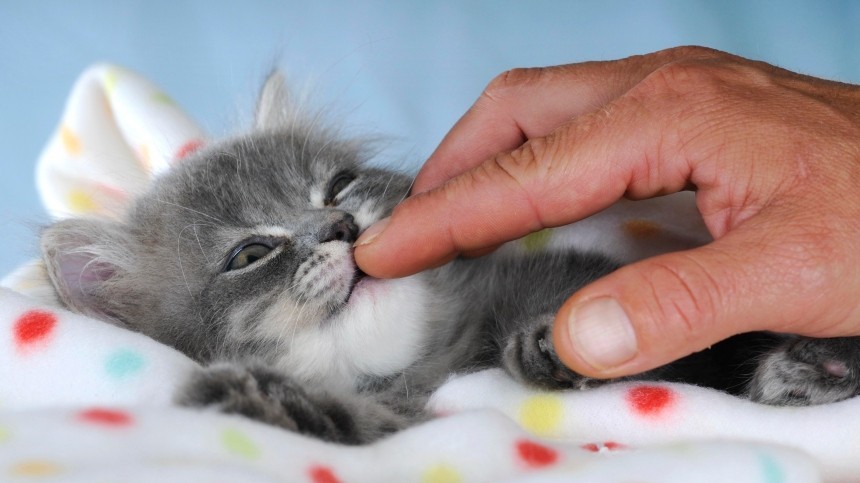 Сколько нужно гладить кота, чтобы избавиться от стресса? Исследование ученых США