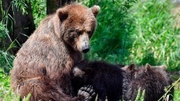 Видео: медвежат, играющих в футбол, сняли очевидцы на Камчатке