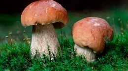Как не отравиться собранными в лесу грибами? Эксперты Роскачества назвали основные принципы