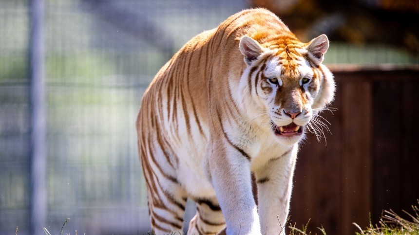 29 июля в России отмечают международный день тигра
