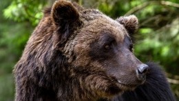 Видео: Медведь распугал работников рыбного завода на Сахалине