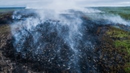 Эксперты опасаются потери промыслового леса из-за пожаров в Сибири