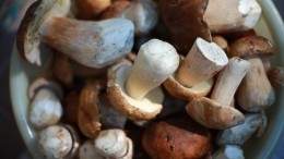 В России зафиксировано более десятка случаев смертельного отравления грибами