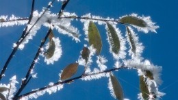 В Гидрометцентре предупредили о заморозках до минус 2 градусов — видео