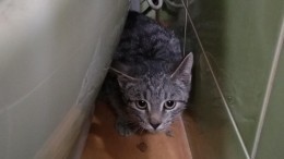 Видео: В Петербурге спасли кота, просидевшего в вентиляции трое суток