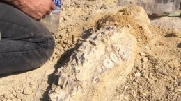 В Крыму найдены останки карликового кита возрастом 10 миллионов лет