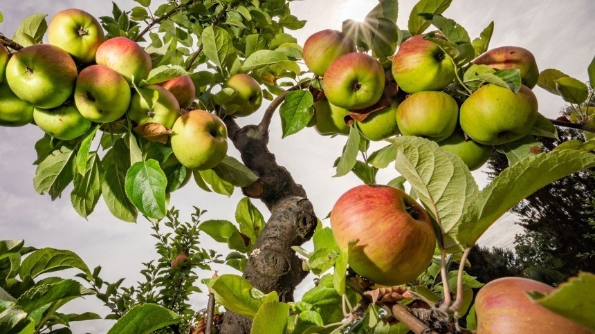 Яблочный Спас: зачем 19 августа 2022 нужно угощать всех пирожками с яблоками