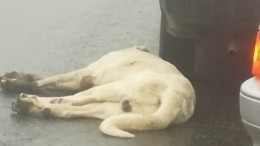 «Отбили у нелюдей»: Ольга Орлова о собаке, которую привязали к машине и тащили по шоссе
