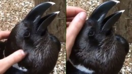 Кролик или ворон? Новая оптическая иллюзия захватывает соцсети