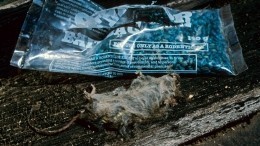 Зачем саратовец пичкал конфеты в магазине крысиным ядом — видео