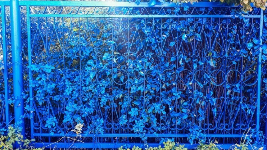Цвет настроения синий: в сети обсуждают забор, покрашенный вместе с кустами