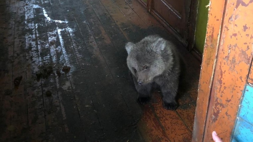 В бесхозном доме в Мурманске нашли медвежонка-сироту