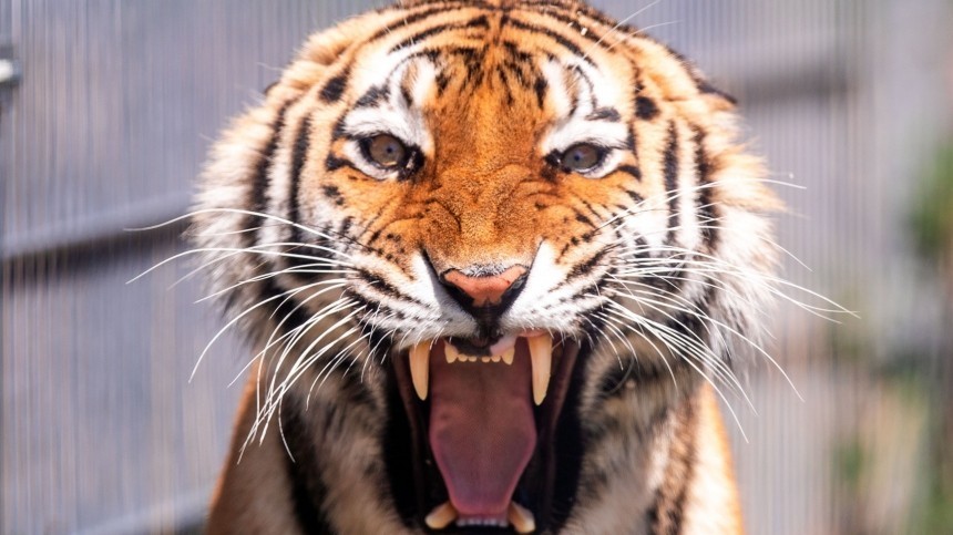 Тигр выскочил из цирковой клетки прямо на кричащих китайских школьников