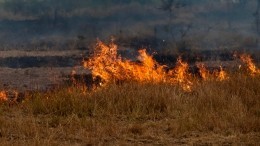 В Ростовской области борются с крупным степным пожаром