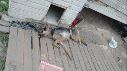 Шокирующие кадры: Собаку, от голода съевшую мертвого ежа, спасают в Ленобласти