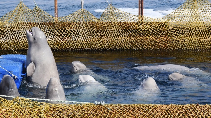 Еще 14 белух из «китовой тюрьмы» грузят на судно, чтобы отпустить в море