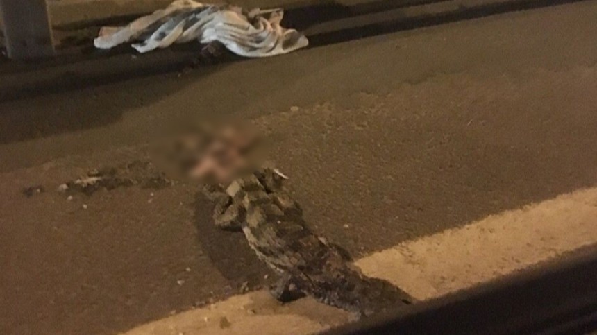 Крокодил стал жертвой страшной аварии в Подмосковье