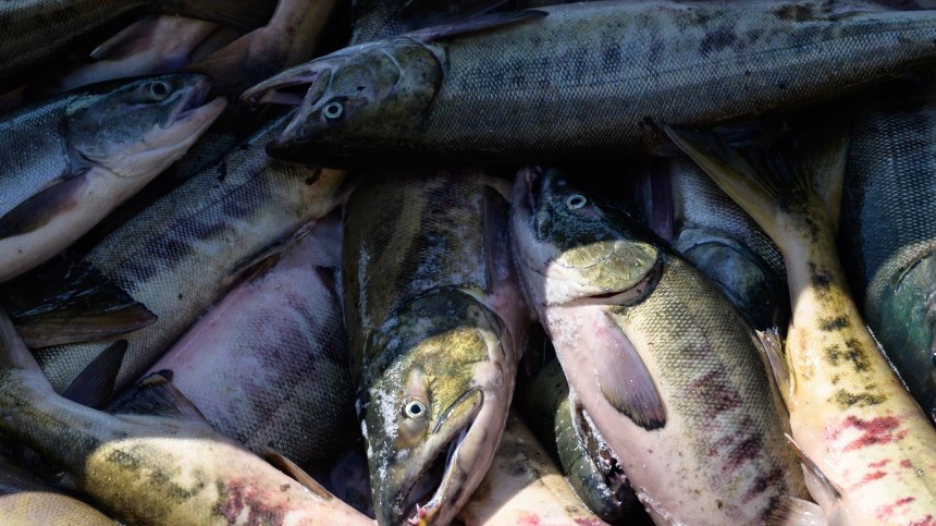 150 килограммов незаконно пойманной рыбы нашли в самолете ДОСААФ в Забайкалье