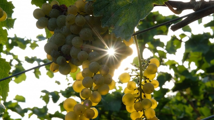 Ученые назвали главную пользу винограда