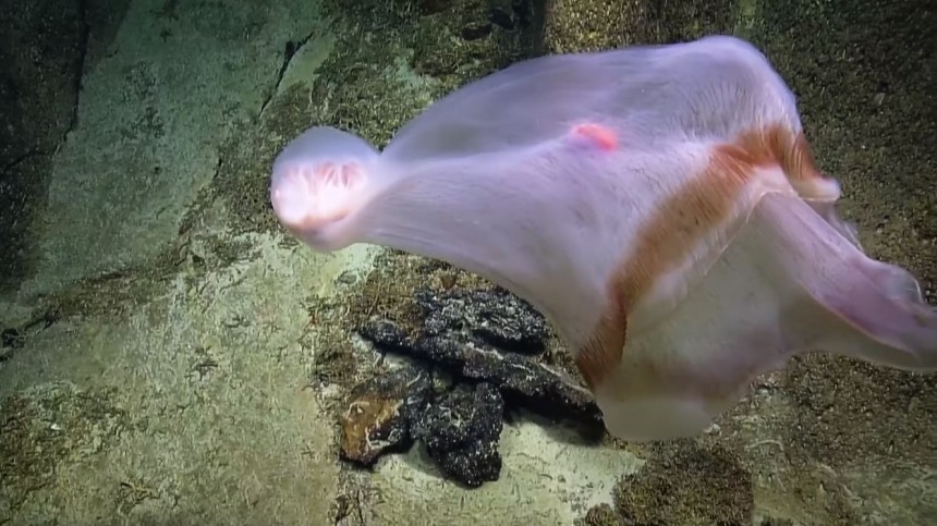 Загадочное глубоководное создание в Тихом океане попало на видео