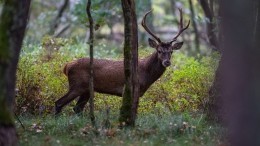 Олень напал на посетителей парка, а потом спокойно ушел восвояси