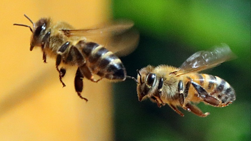 Что можно и нельзя делать 10 октября в день Савватия Пчельника