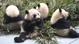 Самый милый и добрый хищник: что миру известно о пандах