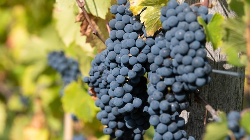 В Госдуме рассмотрят законопроект о развитии виноделия