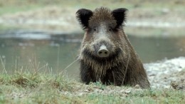 Петербургских водителей предупредили о новой опасности: мигрирующих кабанах