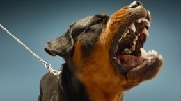 Жестокость и равнодушие: мужчина позволил бойцовскому псу растерзать пекинеса