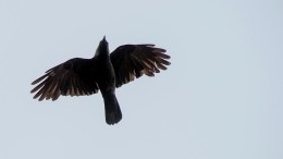 Самолет после приземления столкнулся с птицей в Новом Уренгое