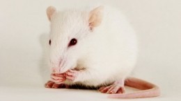 Ученые нашли объяснение, почему некоторые не могут устоять перед алкоголем