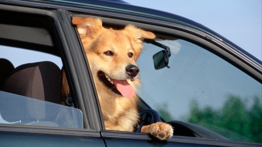 И смешно, и страшно: Собака за рулем авто наворачивала круги у дома в США