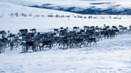 Скоро Новый год: На Ямале стадо оленей на двадцать минут перекрыло дорогу