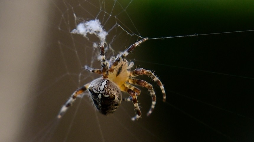 Ученые узнали, почему паутина не подвержена гниению