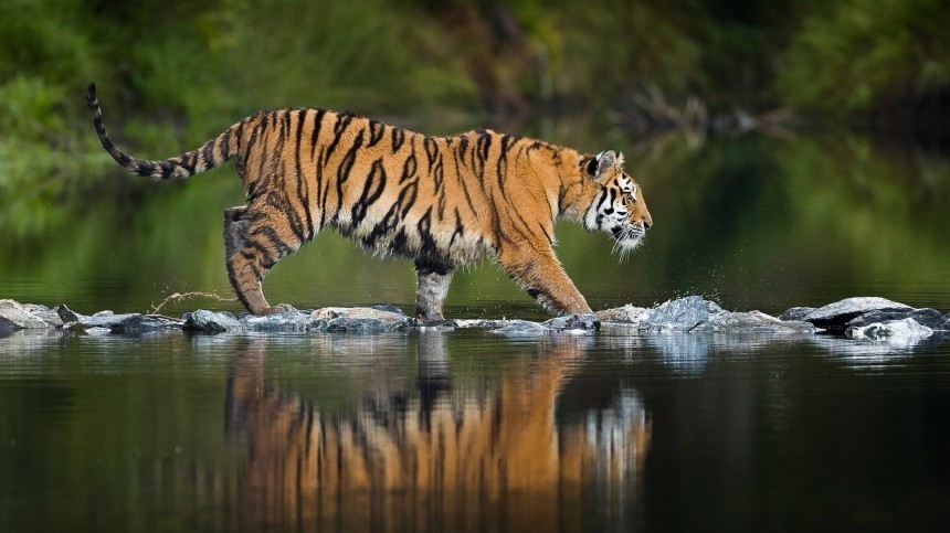 Тигр напал на охотника в Приморье
