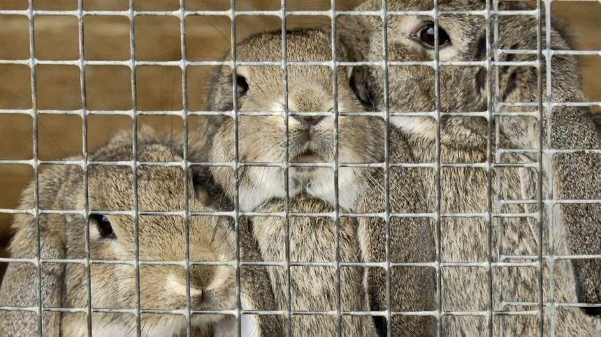 Десять тысяч кроликов погибло при пожаре на ферме под Саратовом