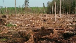 В Иркутской области пресечена масштабная вырубка леса