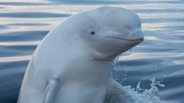 «Русский кит-шпион» вновь замечен в водах Норвегии