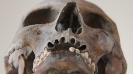 Человеческий череп обнаружен в рюкзаке посетителя ТЦ в Краснодаре