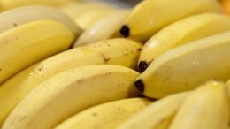 Насекомых, которые являются переносчиками холеры, нашли в бананах из Эквадора
