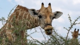 Уникальное видео рождения жирафенка опубликовал Калининградский зоопарк